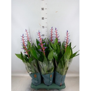 Aechmea  'Blue Rain'