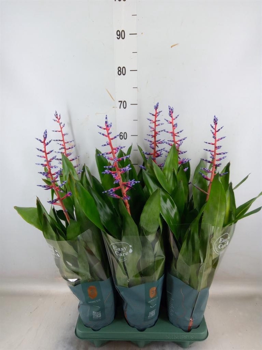 <h4>Aechmea  'Blue Rain'</h4>