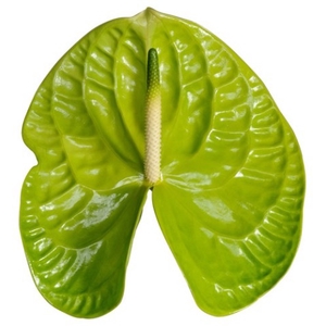 Anthurium Grand Slam