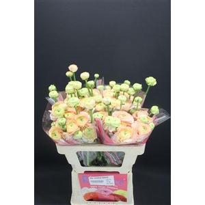 Ran Romance Salerno 50cm