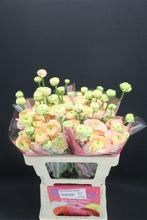 <h4>Ran Romance Salerno 50cm</h4>