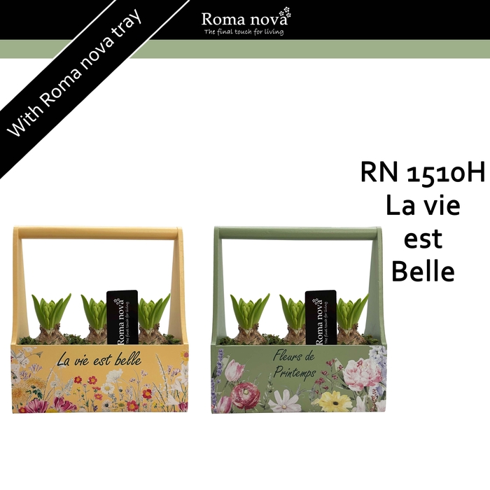 <h4>1510H - La vie est Belle (Hyacint)</h4>
