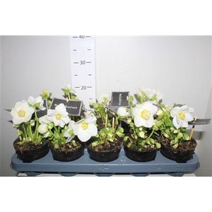 Hell Ni Winter Fleur 12+