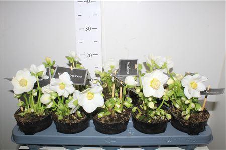 <h4>Hell Ni Winter Fleur 12+</h4>