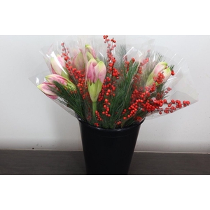 Hipp Mono Kief-ilex Rose