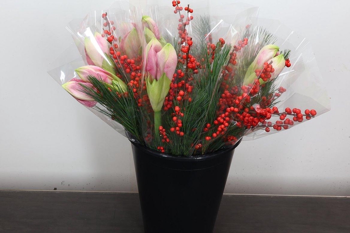 <h4>Hipp Mono Kief-ilex Rose</h4>