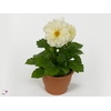 DAHL DECORE WHITE