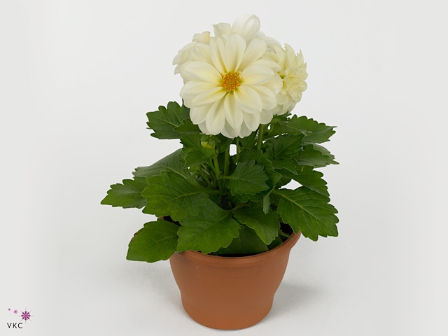 DAHL DECORE WHITE
