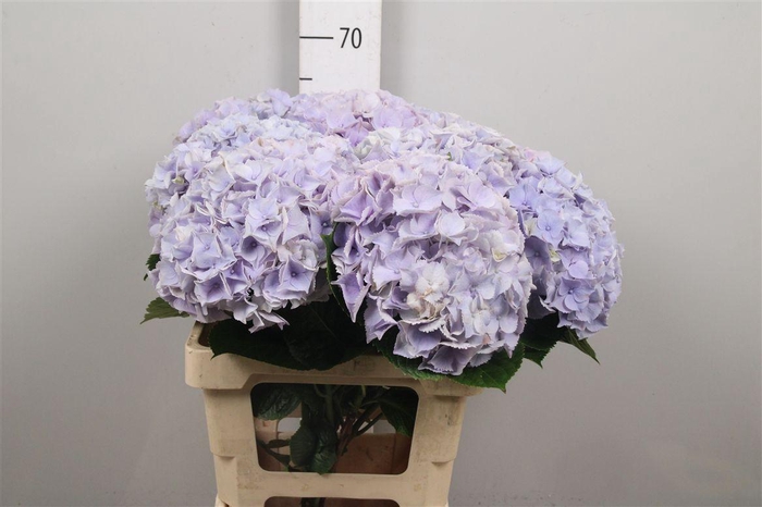 <h4>Hydr M My Minerva</h4>