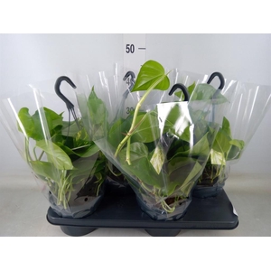 Epipremnum pinn. 'Aureum'  HG