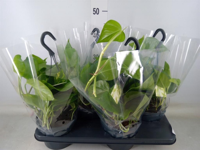 <h4>Epipremnum pinn. 'Aureum'  HG</h4>