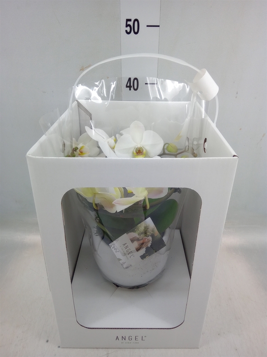 <h4>Phalaenopsis   ...white</h4>