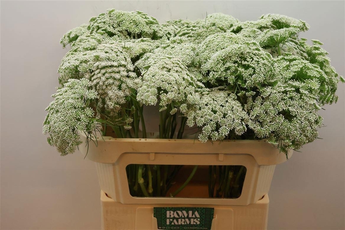 <h4>AMMI VIS CASABLANCA</h4>