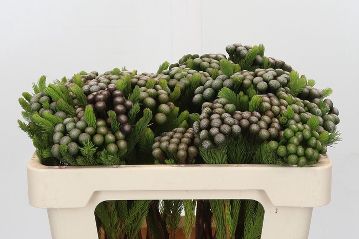 <h4>Cape Green Albiflora</h4>