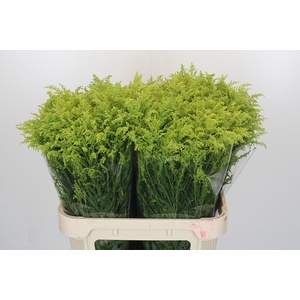 Solidago Tara Gold