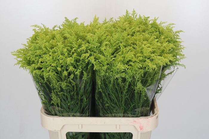 <h4>Solidago Tara Gold</h4>