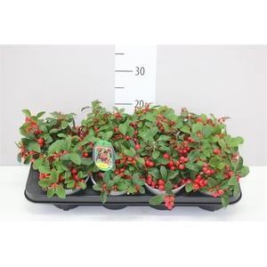 Gaultheria Procumb Big Berry