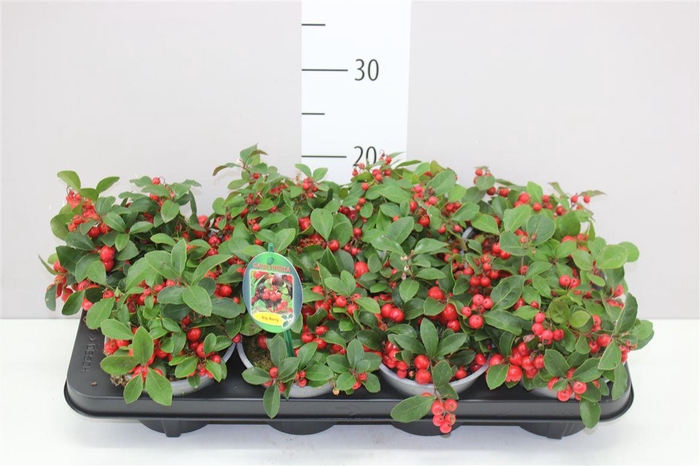 <h4>Gaultheria Procumb Big Berry</h4>