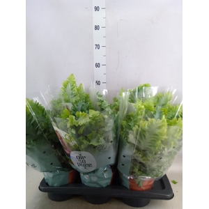 Phlebodium aureum 'Davana'