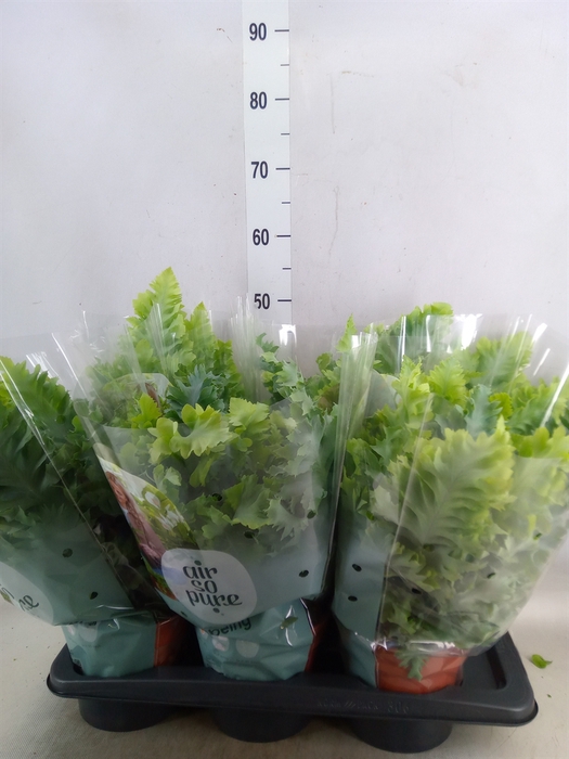<h4>Phlebodium aureum 'Davana'</h4>