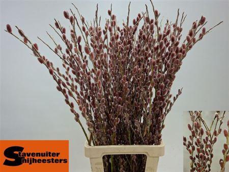 Salix G Pink Cushion