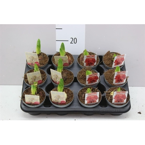 Hipp Kolibri Gemengd 1 Steel