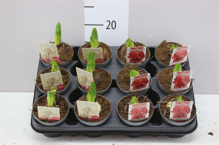 <h4>Hipp Kolibri Gemengd 1 Steel</h4>