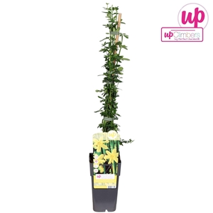 Jasminum nudiflorum