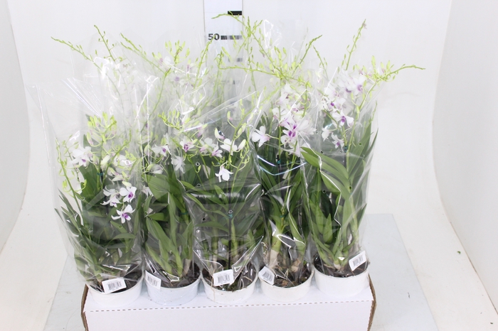 DENDROBIUM様 T.chapeuensis Holambelo - Loja Gran Flora
