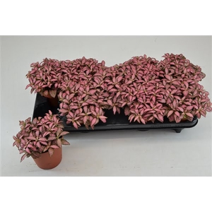 fittonia pink forest flame 12 CM