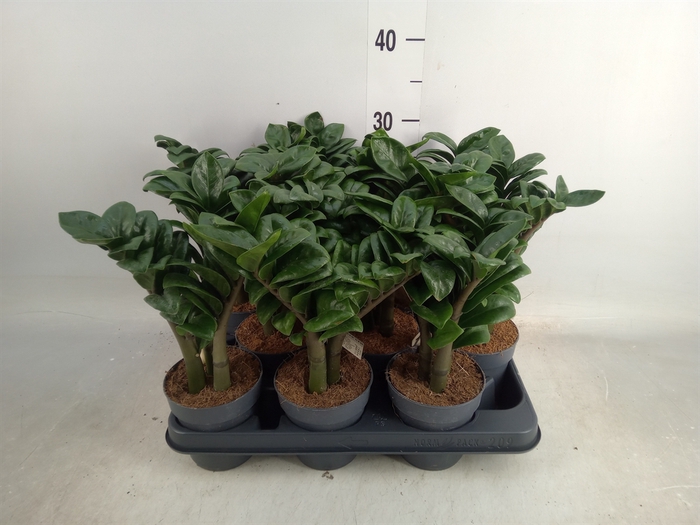 <h4>Zamioculcas zamiifolia 'Zenzi'</h4>