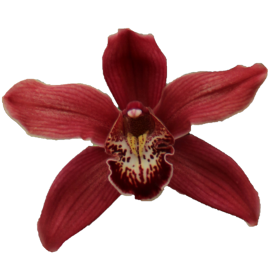 <h4>CYMB T Serena</h4>