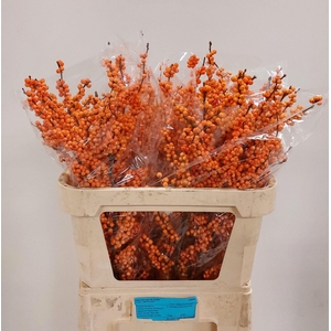 ILEX VE WINTER GOLD