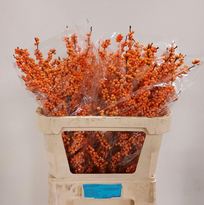 <h4>ILEX VE WINTER GOLD</h4>