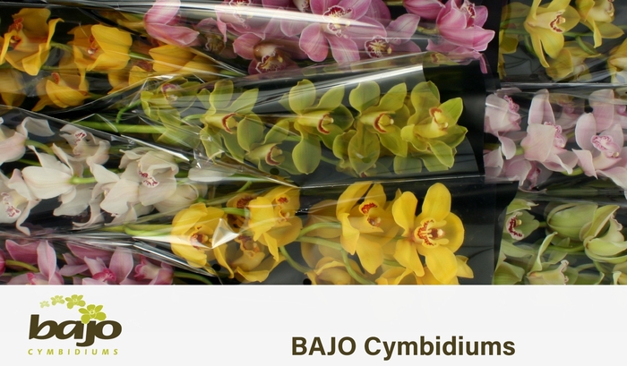 <h4>CYMB T GEM</h4>