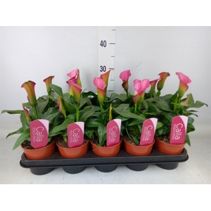 Zantedeschia  'Zazu'