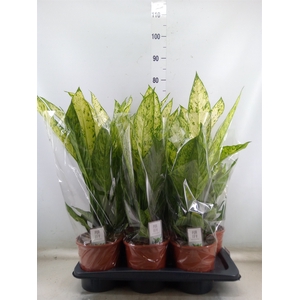 Dieffenbachia  'Compacta'