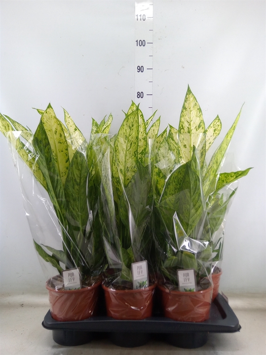 <h4>Dieffenbachia  'Compacta'</h4>