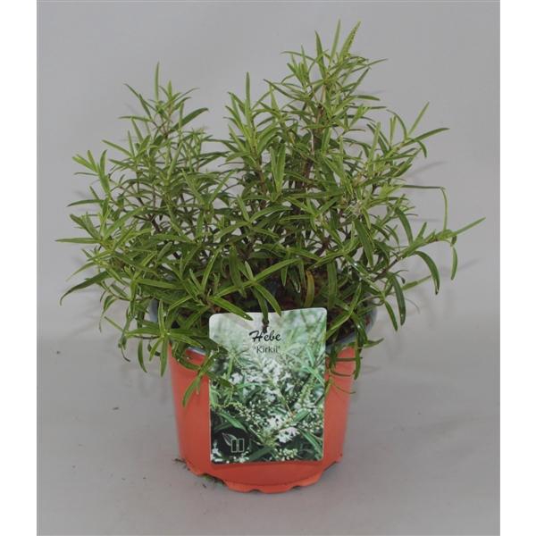 <h4>Hebe Kirkii C2</h4>