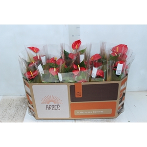 ANTHURIUM P12 VERMELHO