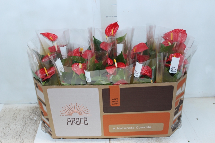 <h4>ANTHURIUM P12 VERMELHO</h4>