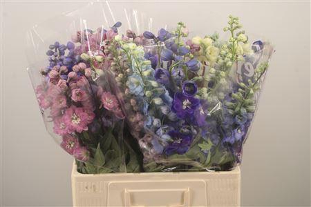 <h4>Delph El Dewi Mixed</h4>