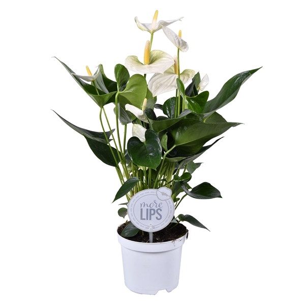 <h4>MoreLips Anthurium Cocos</h4>