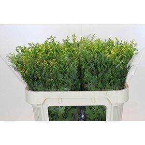 Solidago Golden Glory