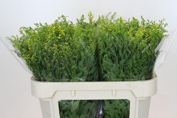 <h4>Solidago Golden Glory</h4>