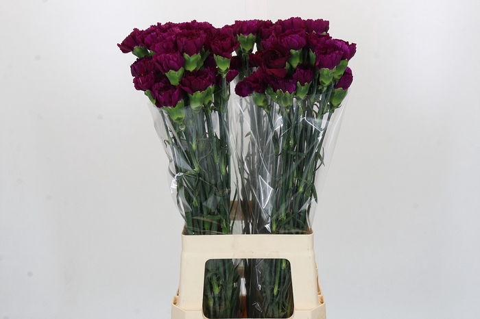 <h4>Dianthus St Yukari Violet</h4>