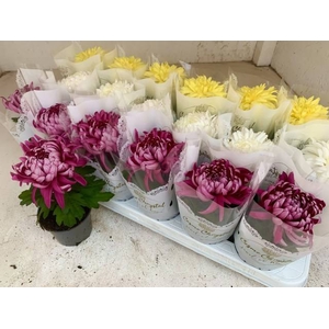 Chrysanthemum Indicum Cosmo mix 9Ø 20cm 1pp