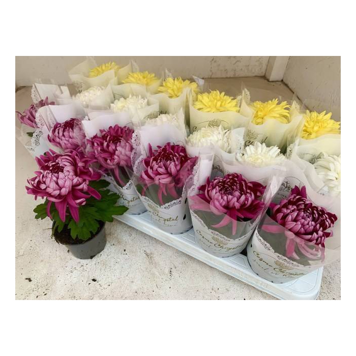 <h4>Chrysanthemum Indicum Cosmo mix 9Ø 20cm 1pp</h4>