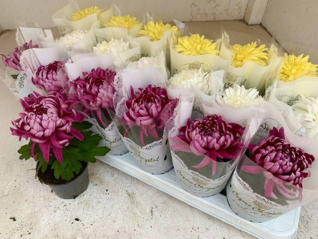 Chrysanthemum Indicum Cosmo mix 9Ø 20cm 1pp