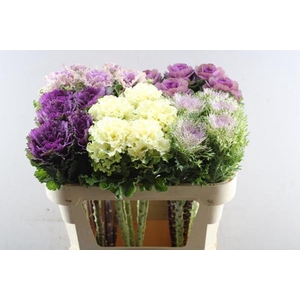 Brass Gemengd In Fust